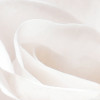 Parfum de Rose