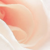 Parfum de Rose
