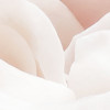 Parfum de Rose