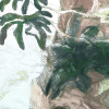 Selva