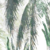 Selva