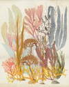 Catchy Corals