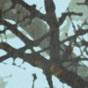 Whispering Woods