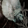 Night Flowers