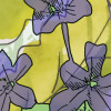 Hortus