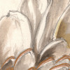 Vintage Chrysanthemum