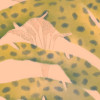 Safari Pattern