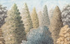Painted Woods