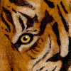 Tiger Jungle