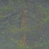 Mystical Firs