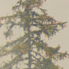 Mystical Firs
