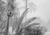 Lac Tropical Black & White