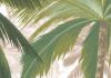 Palmera