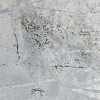 Flower Fossil