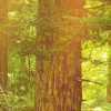 Redwood