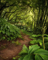 The Path