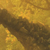 Devil's Bridge