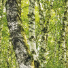 Birch Trees