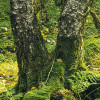 Birch Trees