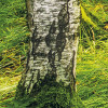 Birch Trees