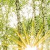 Birch Trees