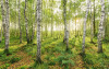 Birch Trees