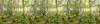 Birch Trees
