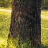 Golden Moment