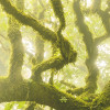 Green Fire