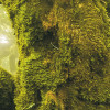 Green Fire