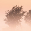 Misty Morning