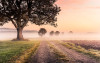 Misty Morning