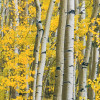 Orange Forest