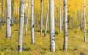 Orange Forest