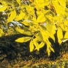 Golden Embrace