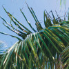 Palmy Beach