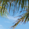 Palmy Beach