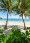 Palmy Beach