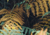 Waldgeheimnis II