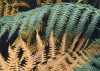 Waldgeheimnis II