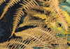 Waldgeheimnis II