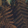 Waldgeheimnis II