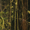 Goblins Woods