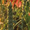 Poppy World I