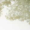 Pristine II