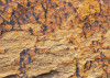 African Wall I