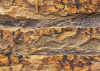 African Wall I
