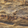 African Wall I