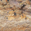 African Wall III