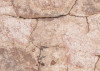 African Wall VII